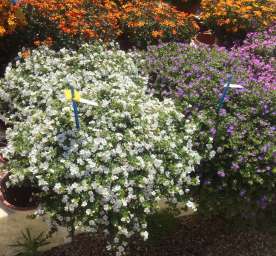 Scopia® Gulliver Dynamic White