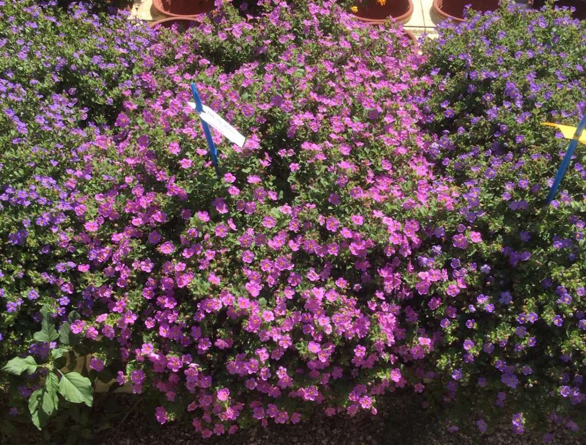 Scopia® Gulliver Pink