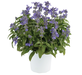 Sallyfun™ Bicolor Blue