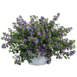 Scopia® Double Indigo