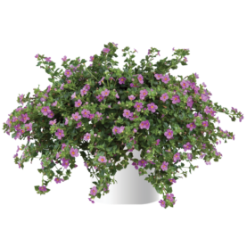 Scopia® Great Pink Beauty