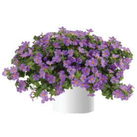 Scopia® Gulliver Compact Purple