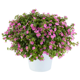 SCOPIA® GULLIVER™ Compact Rosa