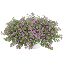 Scopia® Gulliver Pink