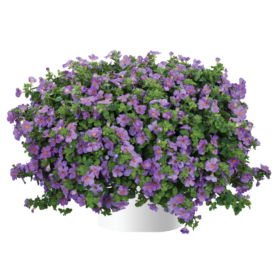 Scopia® Gulliver Violet