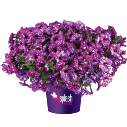 Splash Dance™ Purple Polka