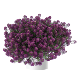 Purple Imp. Stream™