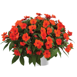 Sun Harmony™ Deep Orange