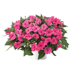 Sun Harmony™ Deep Pink