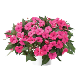 Sun Harmony™ Deep Pink