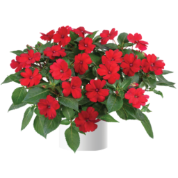Sun Harmony™ Red