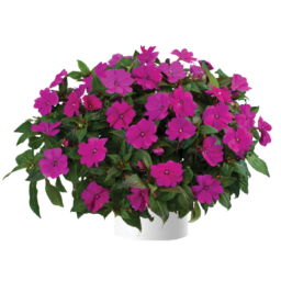 Sun Harmony™ Violet