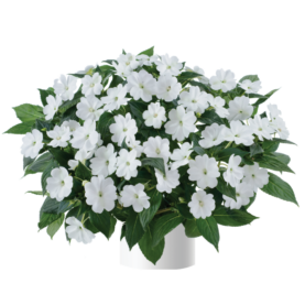 Sun Harmony™ White