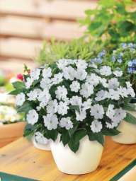 Sun Harmony™ White