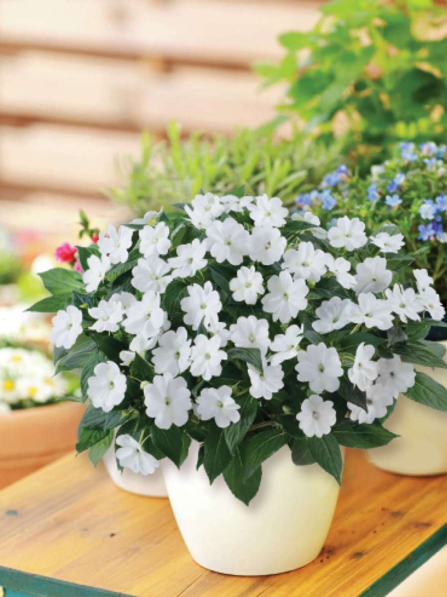 Sun Harmony™ White