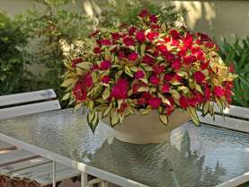 SunPatiens® Compact Tropical Rose