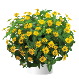 Talya™ Great Yellow