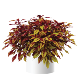 Terra Nova® Allspice