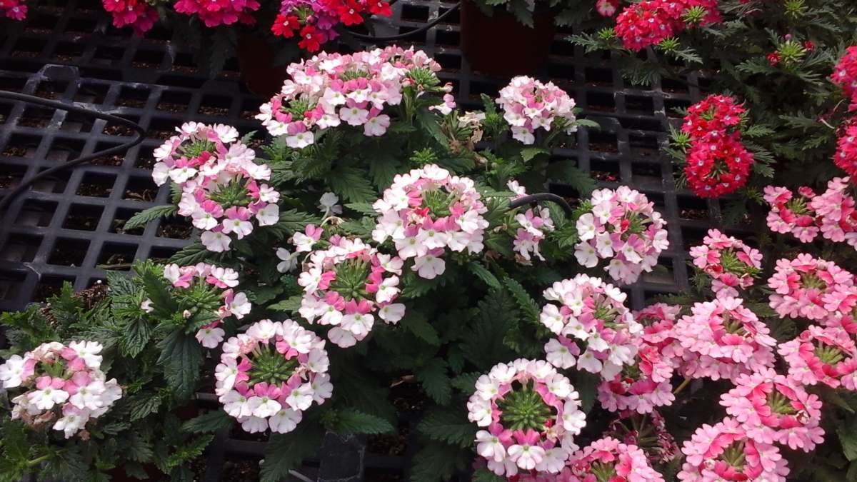 Vanessa™ Compact Bicolor Rose