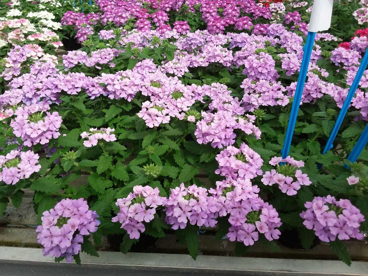 Vanessa™ Compact Lavender