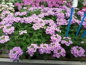 Vanessa™ Compact Lavender