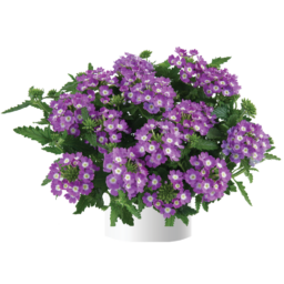 Vanessa™ Compact Optik Lavender