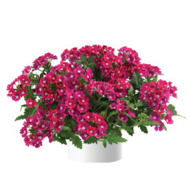 Vanessa™ Dark Pink