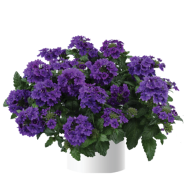 Vanessa™ Purple