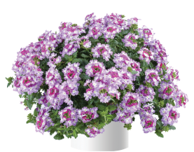 Vanessa™ Bicolor Purple