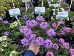 Vanessa™ Compact Lavender