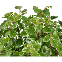 Variegata™
