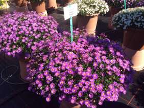 Fresco™ Purple