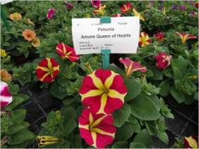 Amore® Queen of Hearts