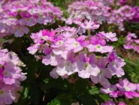 Vanessa™ Bicolor Pink