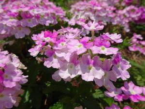 Vanessa™ Bicolor Pink