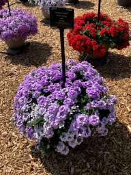 Vanessa™ Bicolor Indigo