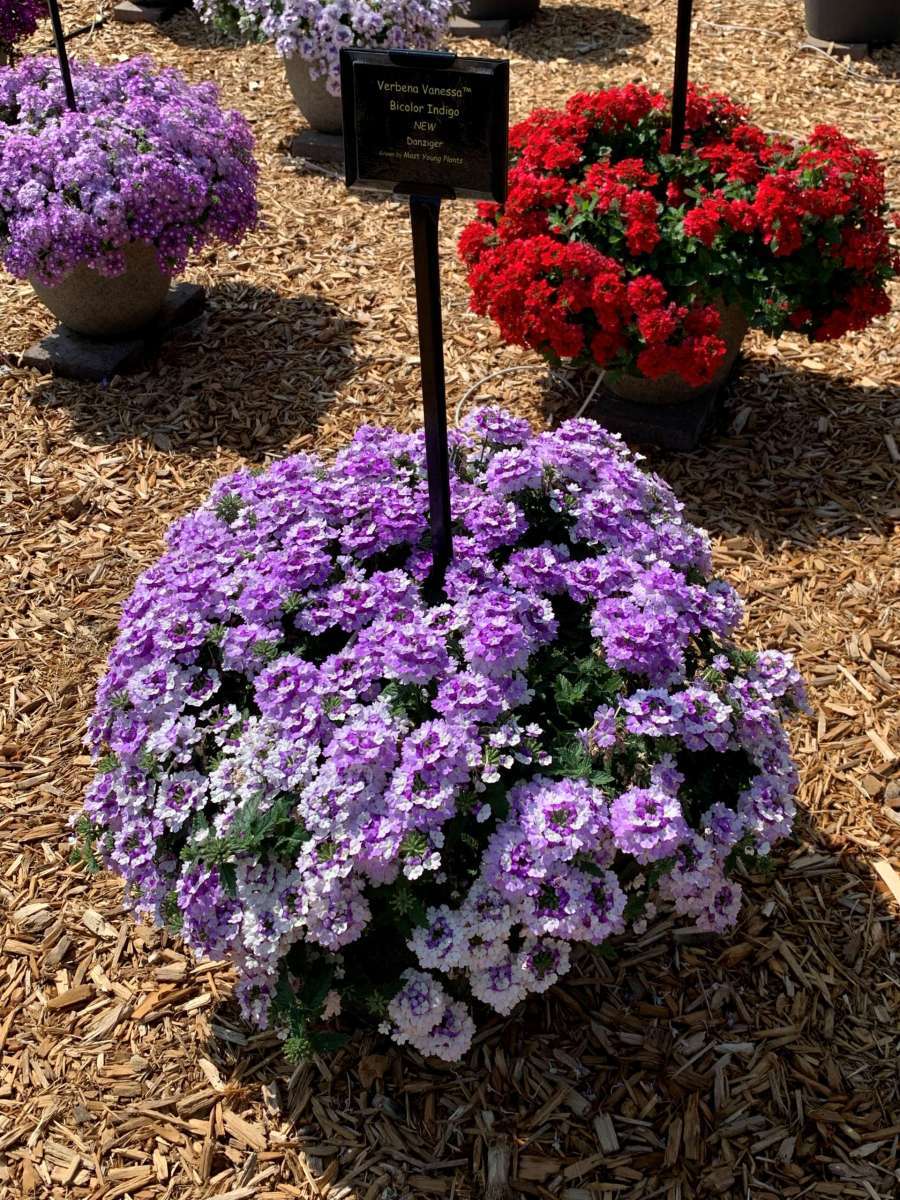 Vanessa™ Bicolor Indigo