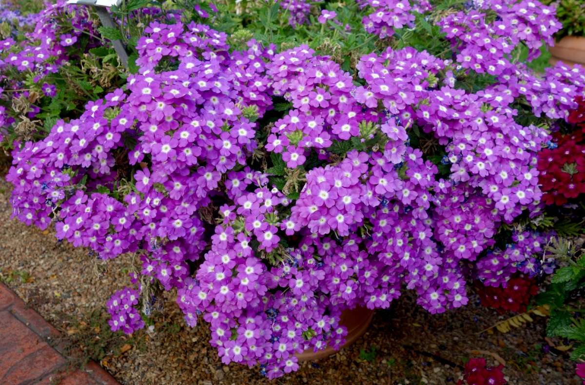 Vanessa™ Compact Optik Lavender