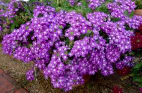 Vanessa™ Compact Optik Lavender