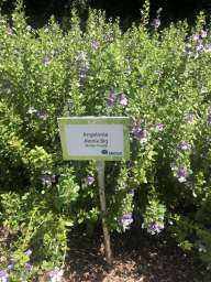 Alonia™ Big Bicolor Purple
