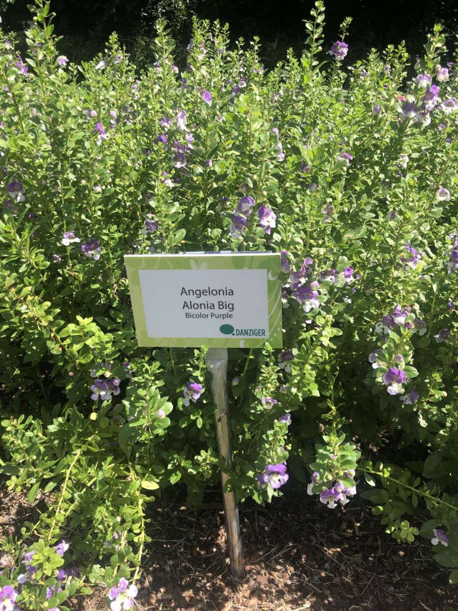 Alonia™ Big Bicolor Purple