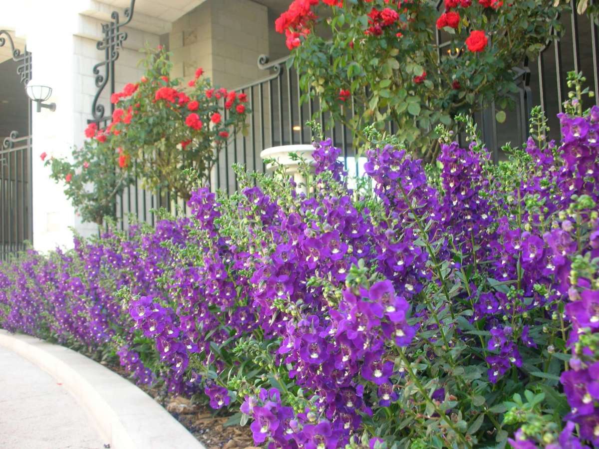 Alonia™ Big Blue