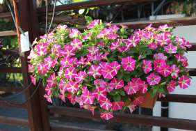 Amore® Pink Hearts