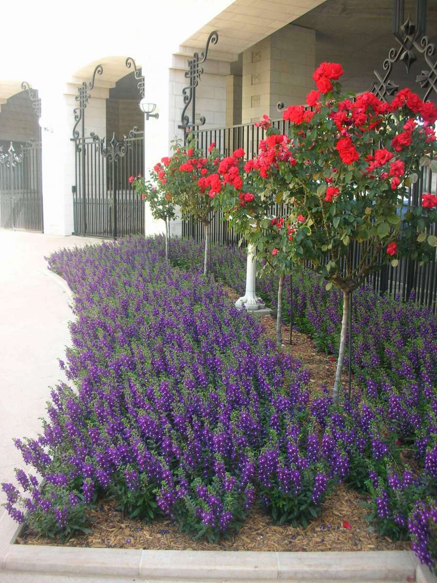 Alonia™ Big Indigo