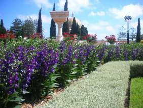 Alonia™ Big Indigo