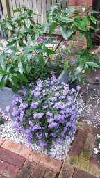 Scopia® Gulliver Blue