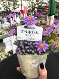 Brasco™ Violet