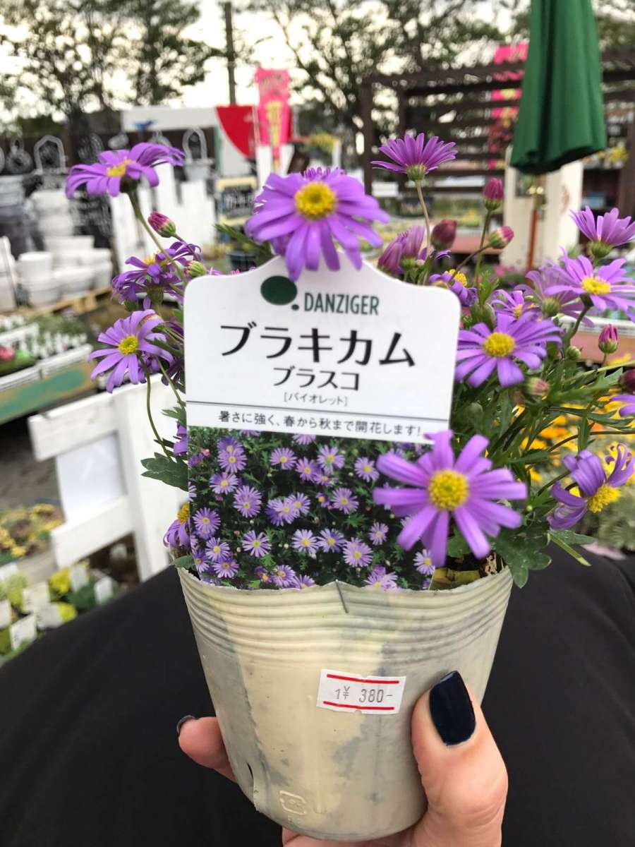 Brasco™ Violet