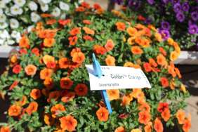 Colibri™ Orange