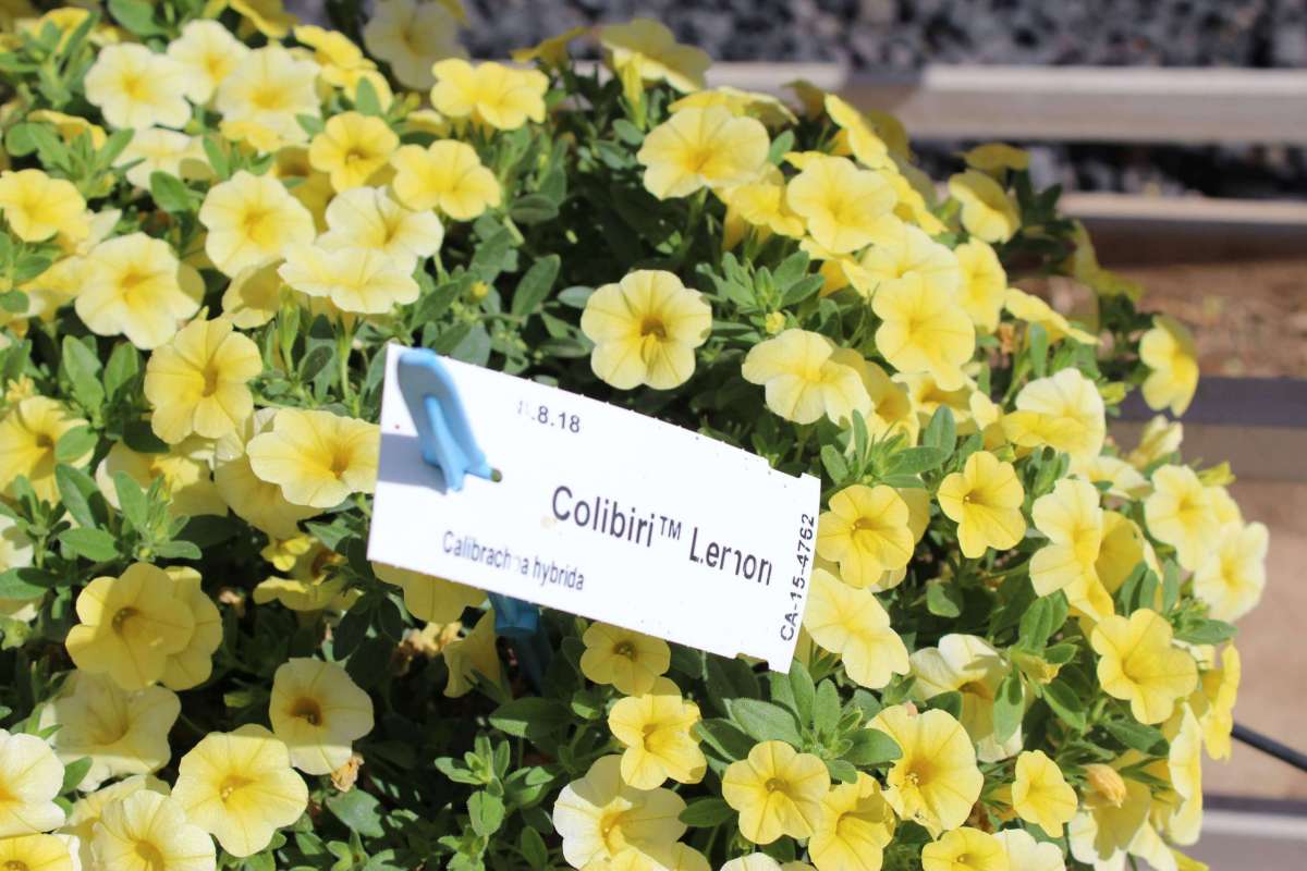 Colibri™ Lemon